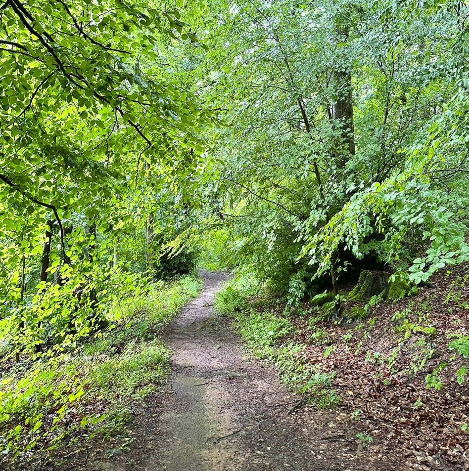 Walk and Talk: Ein grüner Wald mit naturbelassenem Waldweg